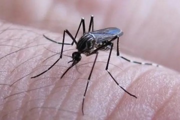 Foto de Dengue en Argentina: se registr la primera muerte por coinfeccin de dos serotipos