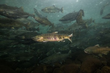 Foto de Industria del salmón en Chile: denuncian muertes de buzos y alertan por el impacto ambiental