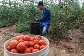 Foto de Tomates e inflación: por qué subieron 40% en Estados Unidos