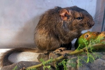 Foto de Nuevo roedor descubierto por el CONICET en Córdoba amplía la biodiversidad argentina