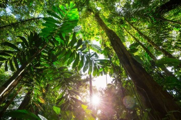 Foto de Brasil y Perú coordinan acciones para proteger a pueblos indígenas aislados en la Amazonía