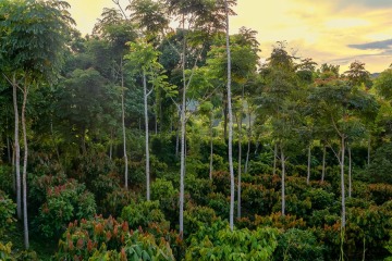 Foto de Restauración de la naturaleza alcanza un récord, pero no llega a la meta de 2030