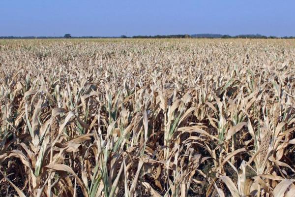 Crece la preocupación de los productores de trigo por la sequía: "Nunca vimos algo así"