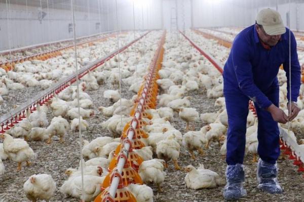 Gripe aviar: el Gobierno le pidió a Japón que levante el cierre a las importaciones de productos avícolas argentinos