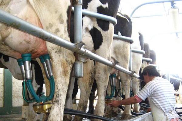 Buena noticia para pequeños y medianos productores del sector lácteo: se destinarán más de 8 mil millones
