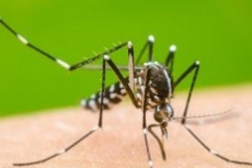 Dengue: tras los reclamos, el Gobierno presentó la estrategia para frenar la enfermedad