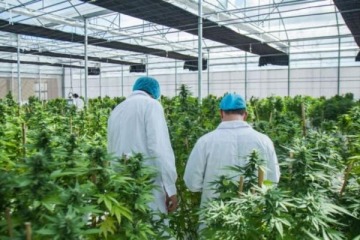 Foto de El Gobierno busca refundar la normativa del sector del Cannabis y pone en riesgo la creacin de 10 mil empleos