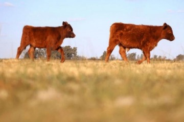 El Gobierno habilitó la exportación de ganado vacuno en pie