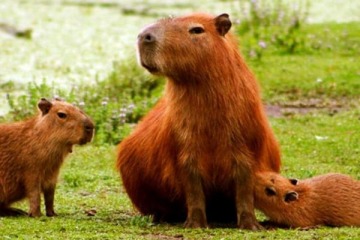 Foto de Diputados: presentan un proyecto para proteger a los carpinchos, en línea con la Ley Conan