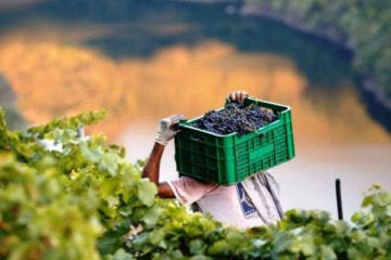 Foto de Sturzenegger eliminó casi mil regulaciones del sector vitivinícola y limitó la intervención estatal