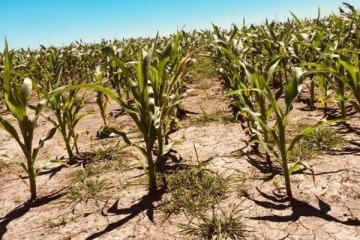 Foto de Crisis productiva: la sequía que alcanza la zona núcleo recortará a la mitad el rinde de la soja