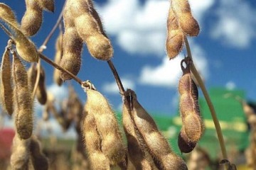 Foto de Todo mal: la soja se guarda, la industria se cae y el modelo Milei empieza a crujir por falta de dólares