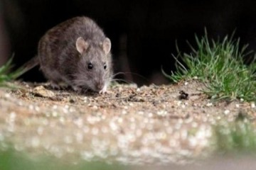 Foto de Alerta por posible brote de hantavirus tras las muertes de tres pasajeros en un crucero que partió de Ushuaia